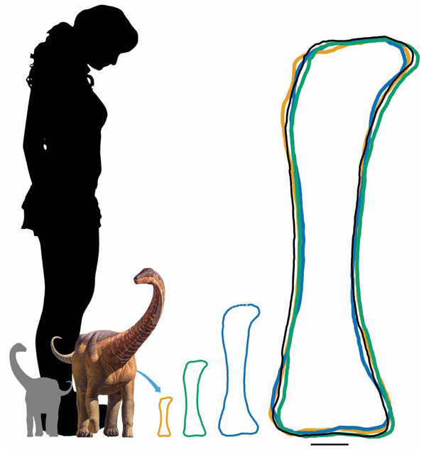 Picture 5 of Newborn dinosaurs are only about one-third the size of a human being but have a very fast speed