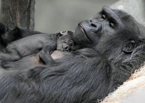 Picture 1 of Newly born monkeys wrapped tangerines with their mothers