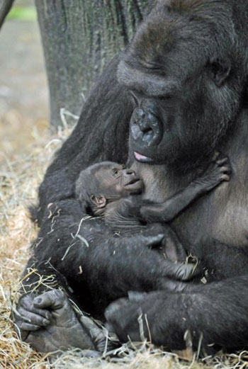 Picture 2 of Newly born monkeys wrapped tangerines with their mothers