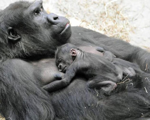 Picture 3 of Newly born monkeys wrapped tangerines with their mothers