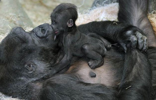 Picture 4 of Newly born monkeys wrapped tangerines with their mothers