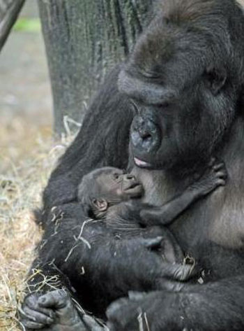 Picture 5 of Newly born monkeys wrapped tangerines with their mothers