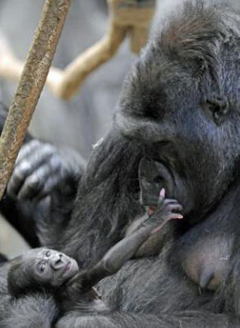 Picture 6 of Newly born monkeys wrapped tangerines with their mothers