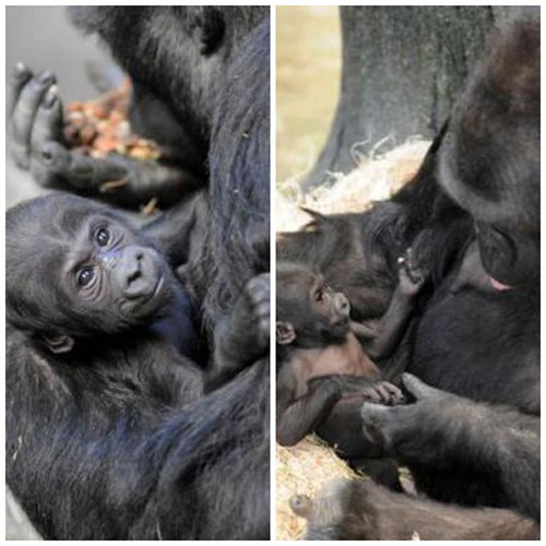 Picture 7 of Newly born monkeys wrapped tangerines with their mothers
