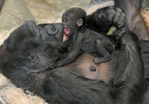Picture 8 of Newly born monkeys wrapped tangerines with their mothers