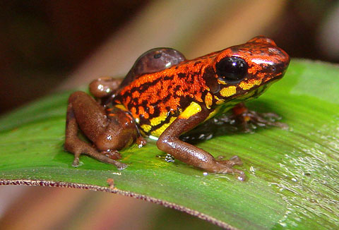 Picture 1 of Newly discovered animals
