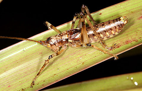 Picture 2 of Newly discovered animals
