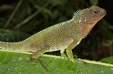 Picture 3 of Newly discovered animals