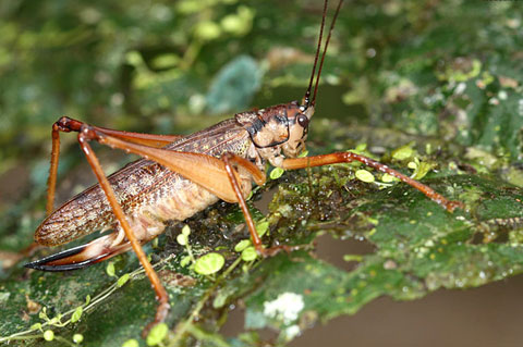 Picture 4 of Newly discovered animals