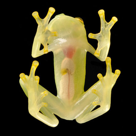 Picture 5 of Newly discovered animals