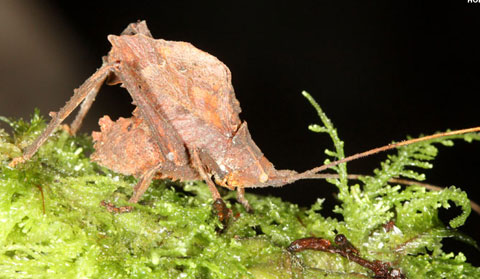 Picture 6 of Newly discovered animals
