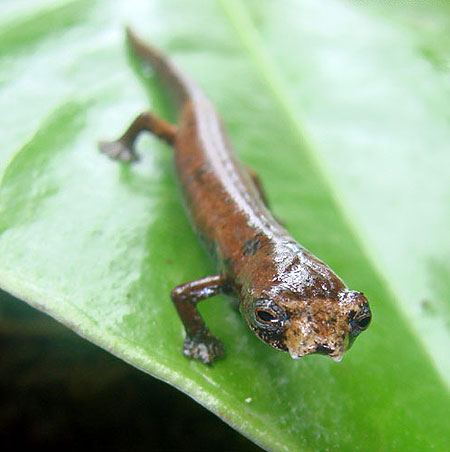 Picture 7 of Newly discovered animals