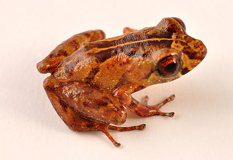 Picture 8 of Newly discovered animals
