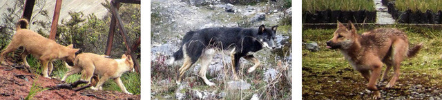 Picture 3 of Newly discovered that the world's most rare and rare dog is still alive and well