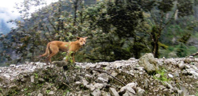 Picture 4 of Newly discovered that the world's most rare and rare dog is still alive and well