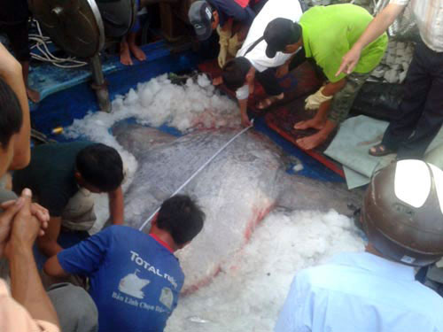 Picture 1 of Nghe An: Catch the giant Moon fish 400kg