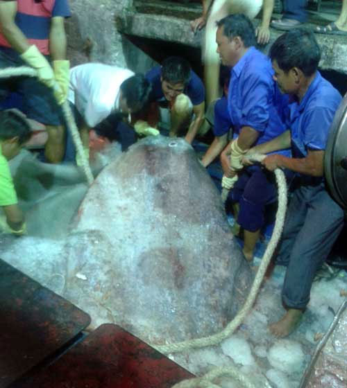 Picture 2 of Nghe An: Catch the giant Moon fish 400kg