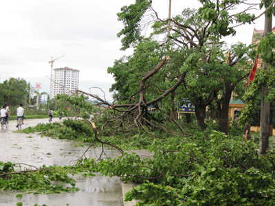 Picture 13 of Nghe An: Storm No. 3 causes great damage