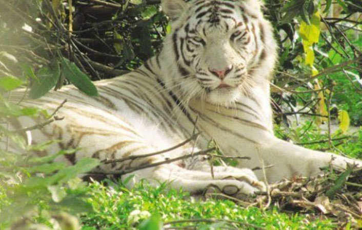 Picture 1 of Nghe An: The tiger's mother gave birth to a white child