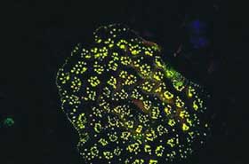 Picture 11 of Nha Trang: Glowing marine life