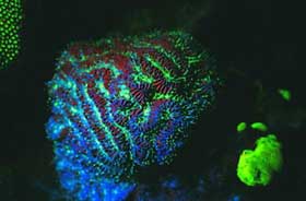 Picture 12 of Nha Trang: Glowing marine life