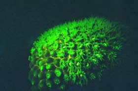 Picture 13 of Nha Trang: Glowing marine life