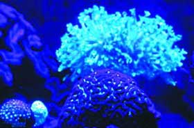Picture 14 of Nha Trang: Glowing marine life