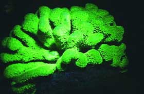 Picture 15 of Nha Trang: Glowing marine life
