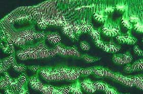 Picture 16 of Nha Trang: Glowing marine life