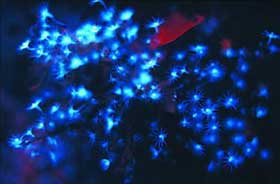Picture 17 of Nha Trang: Glowing marine life