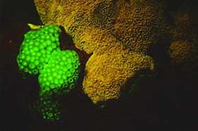 Picture 2 of Nha Trang: Glowing marine life