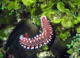 Picture 3 of Nha Trang: Glowing marine life