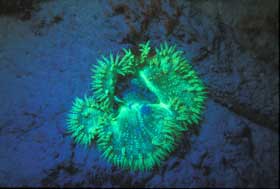 Picture 4 of Nha Trang: Glowing marine life