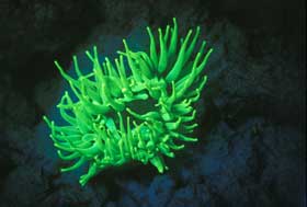 Picture 5 of Nha Trang: Glowing marine life