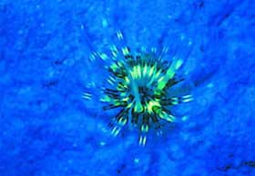 Picture 6 of Nha Trang: Glowing marine life