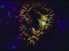 Picture 7 of Nha Trang: Glowing marine life