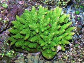 Picture 8 of Nha Trang: Glowing marine life