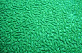 Picture 9 of Nha Trang: Glowing marine life