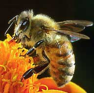 Picture 2 of Nice health with royal jelly and bee pollen