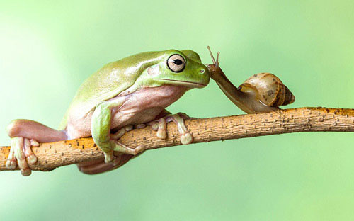 Picture 2 of Nice photo: Snails kiss green frogs