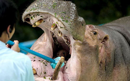 Picture 5 of Nice photo: Snails kiss green frogs
