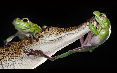 Picture 7 of Nice photo: Snails kiss green frogs