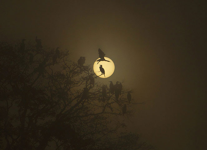 Picture 1 of Nice photos: A large flock of birds fly over the highway