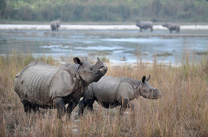 Picture 3 of Nice photos: A large flock of birds fly over the highway