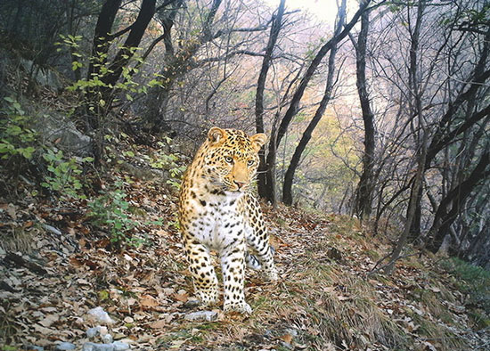 Picture 1 of Nice photos of animals taken with automatic camera traps