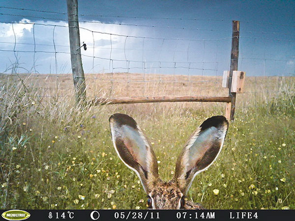 Picture 2 of Nice photos of animals taken with automatic camera traps