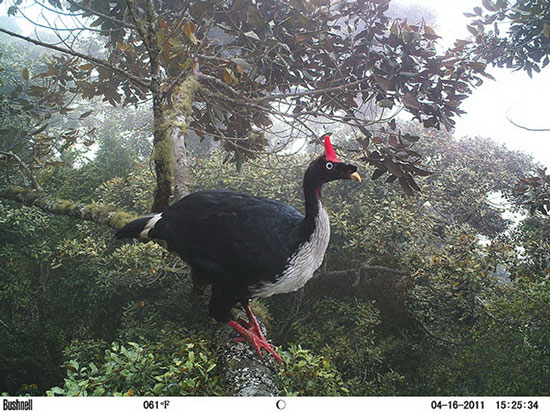 Picture 3 of Nice photos of animals taken with automatic camera traps