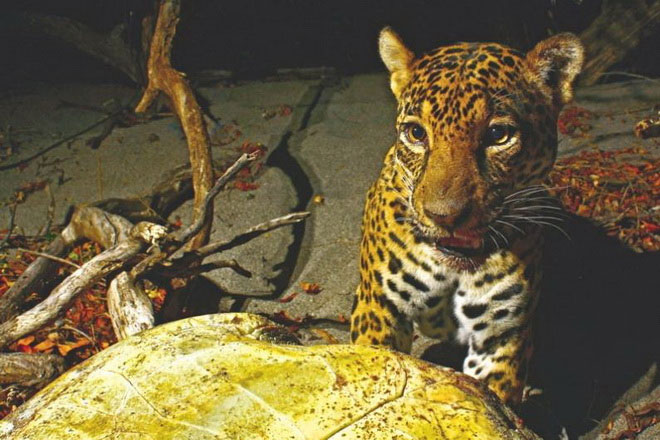 Picture 5 of Nice photos of animals taken with automatic camera traps