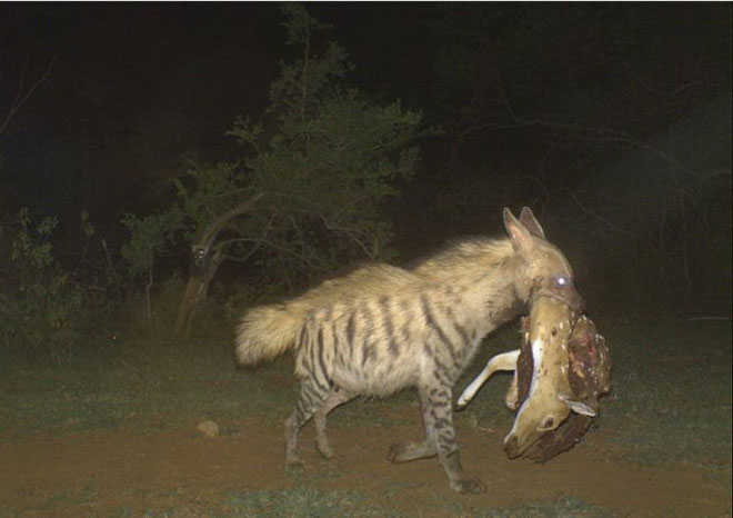 Picture 6 of Nice photos of animals taken with automatic camera traps