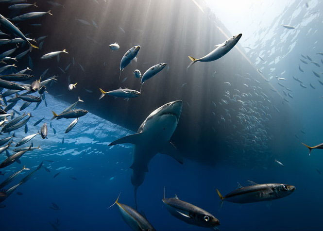 Picture 17 of Nice photos of National Geographic Photo Contest 2014